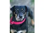 Adopt POTATO CHIP a Jack Russell Terrier  Mixed dog in Methuen M