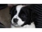 Adopt Cookie a Cattle Dog Jack Russell Terrier