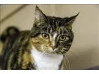 Adopt Katy a Domestic Shorthair  Mixed cat in Kelowna BC (152193