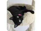 Adopt Blackberrygreat with cats a All Black Domestic Shorthair (