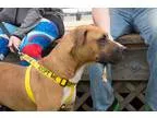 Adopt Billy Joe (BJ) a BrownChocolate Boxer  Pit Bull Terrier  M