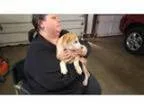 Adopt Michael a Labrador Retriever