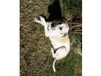 Adopt Poncho a Chow Chow  Rottweiler  Mixed dog in Ashtabula OH 