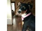 Adopt Abby PUPPY a Labrador Retriever Husky