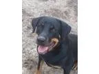 Adopt Lola a Black - with Tan Yellow or Fawn Rottweiler  Mixed d