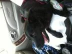 Adopt Flower a Border Collie