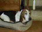 Adopt Bosley a Basset Hound