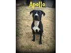 Adopt Apollo a Black - with White American Pit Bull Terrier  Lab