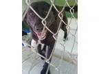 Adopt Anita a Black Retriever (Unknown Type)  Border Collie  Mix