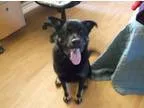 Adopt Koda in Vermont a German Shepherd Dog Husky