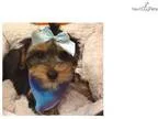 Pacha Cute Yorkie Puppy for Sale Queens NY