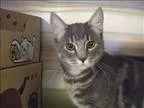 Adopt Rocket a Tricolor (TanBrown and Black and White) Australia