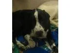 Adopt Benji a Black - with White Labrador Retriever  Mixed dog i