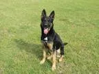 Adopt Alexis a German Shepherd Dog