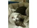 Adopt Detroit Mama a Brown Tabby Domestic Shorthair (short coat)