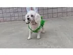 Adopt Snowball a Poodle