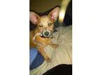 Adopt Bayou a TanYellowFawn Corgi  Jack Russell Terrier  Mixed d