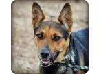 Adopt Mia a German Shepherd Dog