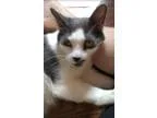 Adopt Angel a White (Mostly) Domestic Shorthair (short coat) cat