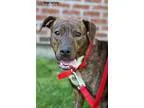 Adopt Diamond a Boxer