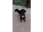 Adopt Turk a Miniature Pinscher Beagle