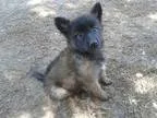 Adopt Houdini a Shepherd Chow Chow