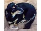 Adopt ChiChi a Black - with Tan Yellow or Fawn Cocker Spaniel  S
