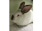 Adopt Cadbury a Californian  Mixed rabbit in Kelowna BC (1525882