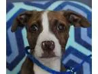 Adopt Yukon a Brindle - with White American Pit Bull Terrier  Mi