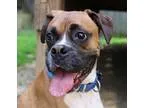 Adopt Shaq a TanYellowFawn - with White Boxer  Mixed dog in Bowi