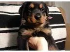 Blameless german rottweiler puppies ready now 400