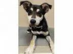Adopt ADOPTED Darla (Oswego) a Shiba Inu