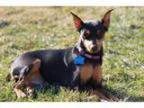 Adopt Mya a Miniature Pinscher
