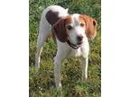 Adopt Snoopy a Beagle