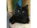 Adopt Willow(15 lb) Great Family Pet a BrownChocolate - with Whi