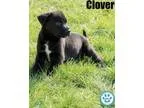 Adopt Clover a Shepherd Labrador Retriever