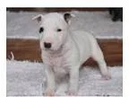 Lovleind Bull Terrier Puppies Available Now