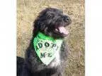 Adopt Marty a Terrier