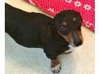 Adopt Darby - FOSTER OR ADOPT a Dachshund