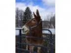 Draft Mule- Auction Rescue
