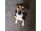 Adopt Stella a Tricolor (TanBrown and Black and White) Beagle  M