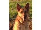 Adopt Samson(CL) a German Shepherd Dog