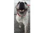 Adopt CALYPSO a Beagle Dachshund