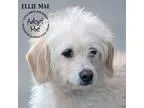 Adopt HONORARY PUPPIES 2 boys 1 girl a Black - with Tan