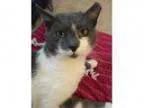 Adopt Don Juan (FCID - WC PetSuppliesPlus) a Gray or B