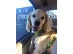Adopt Aladdin a Cocker Spaniel
