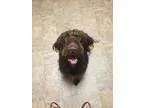Adopt Hersey a Labrador Retriever Poodle
