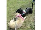 Adopt Knight a Black Labrador Retriever  Mixed dog in Doylestown