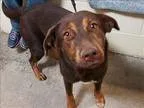 Adopt Zelda a Labrador Retriever