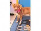 Adopt Minnie a Australian Cattle Dog (Blue Heeler)